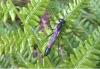 Ammophila sabulosa